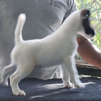Smooth Fox Terrier Price in Nashik | Smooth Fox Terrier Puppies for sale in Nashik
