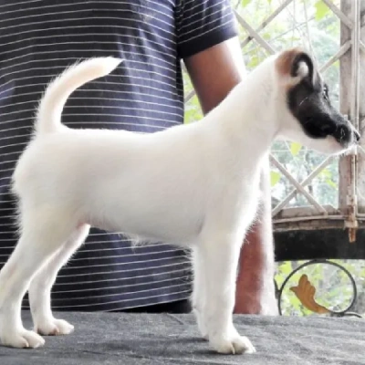 Smooth Fox Terrier Price in Nashik | Smooth Fox Terrier Puppies for sale in Nashik