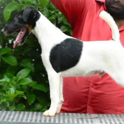 Smooth Fox Terrier Price in Nashik | Smooth Fox Terrier Puppies for sale in Nashik