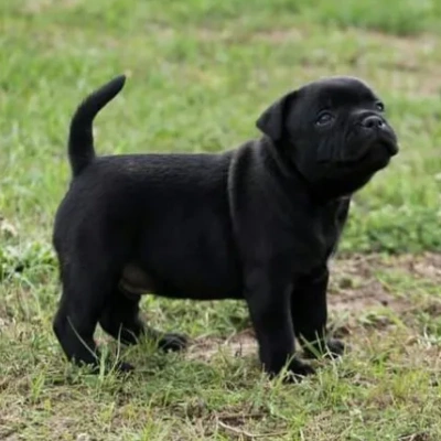 Staffordshire Bull Terrier Price in Visakhapatnam | Staffordshire Bull Terrier Puppies for sale in Visakhapatnam