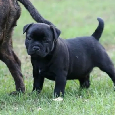 Staffordshire Bull Terrier Price in Visakhapatnam | Staffordshire Bull Terrier Puppies for sale in Visakhapatnam