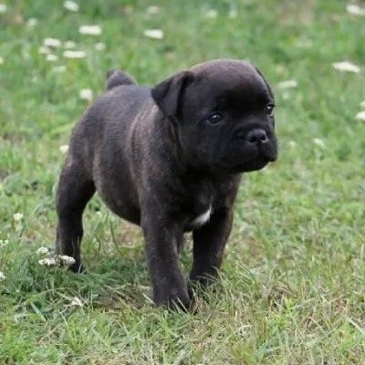 Staffordshire Bull Terrier Price in Visakhapatnam | Staffordshire Bull Terrier Puppies for sale in Visakhapatnam