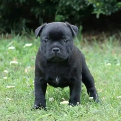 Staffordshire Bull Terrier Price in Visakhapatnam | Staffordshire Bull Terrier Puppies for sale in Visakhapatnam