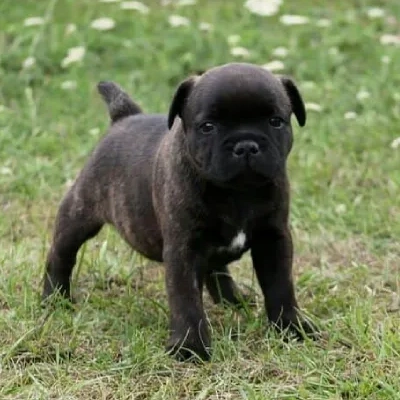 Staffordshire Bull Terrier Price in Visakhapatnam | Staffordshire Bull Terrier Puppies for sale in Visakhapatnam