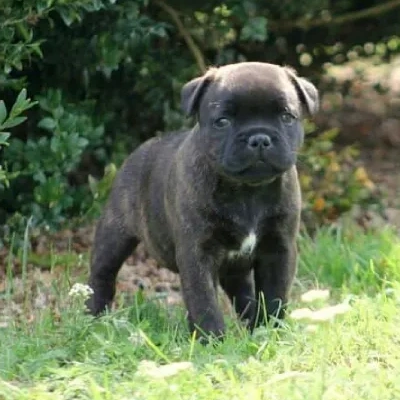 Staffordshire Bull Terrier Price in Visakhapatnam | Staffordshire Bull Terrier Puppies for sale in Visakhapatnam