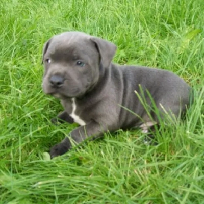 Staffordshire Bull Terrier Price in Visakhapatnam | Staffordshire Bull Terrier Puppies for sale in Visakhapatnam