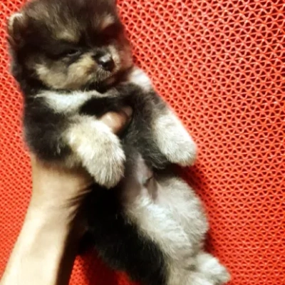 Toy Pom Price in Nashik | Toy Pom Puppies for sale in Nashik