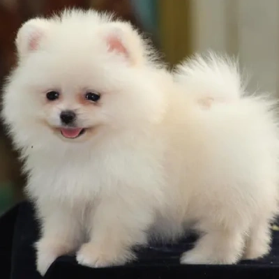 Toy Pom Price in Chennai | Toy Pom Puppies for sale in Chennai