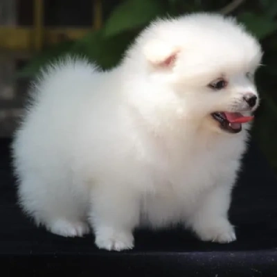 Toy Pom Price in Pune | Toy Pom Puppies for sale in Pune