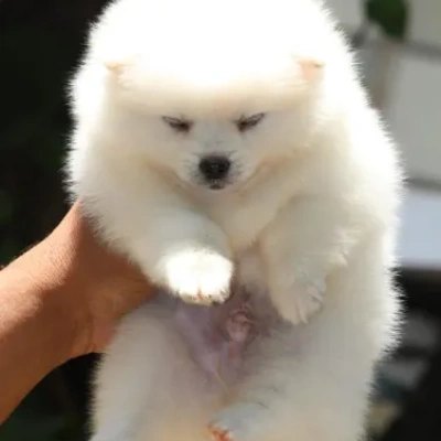 Toy Pom Price in Pune | Toy Pom Puppies for sale in Pune