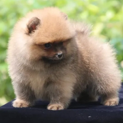 Toy Pom Price in Chennai | Toy Pom Puppies for sale in Chennai