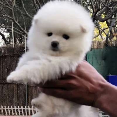 Toy Pom Price in Chennai | Toy Pom Puppies for sale in Chennai