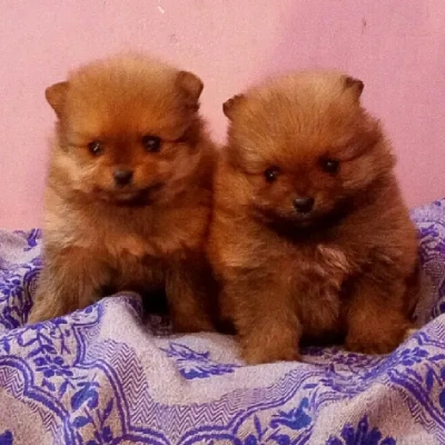 Toy Pom Price in Chennai | Toy Pom Puppies for sale in Chennai