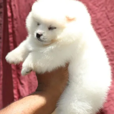 Toy Pom Price in Nashik | Toy Pom Puppies for sale in Nashik