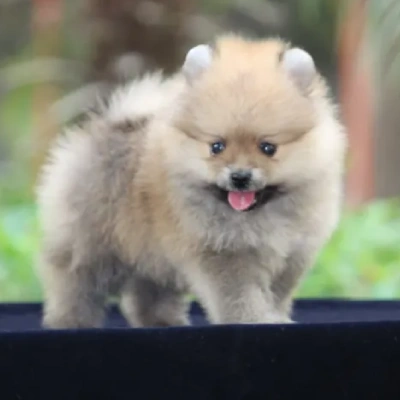 Toy Pom Price in Pune | Toy Pom Puppies for sale in Pune