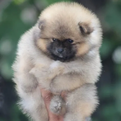 Toy Pom Price in Nashik | Toy Pom Puppies for sale in Nashik