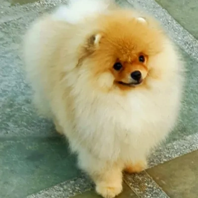 Toy Pom Price in Delhi | Toy Pom Puppies for sale in Delhi