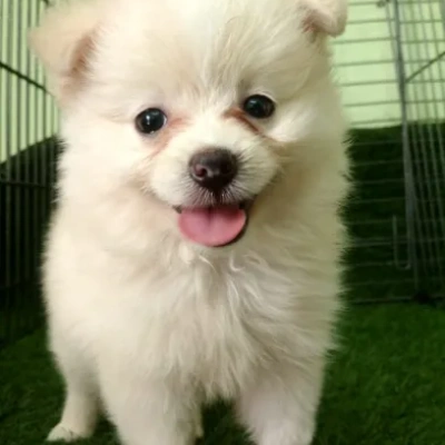 Toy Pom Price in Pune | Toy Pom Puppies for sale in Pune