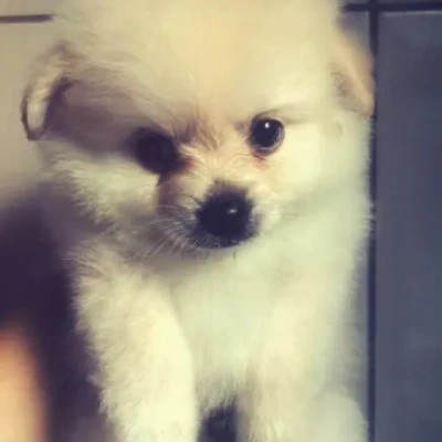 Toy Pom Price in Nashik | Toy Pom Puppies for sale in Nashik