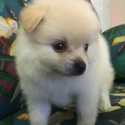 Toy Pom Price in Nashik | Toy Pom Puppies for sale in Nashik