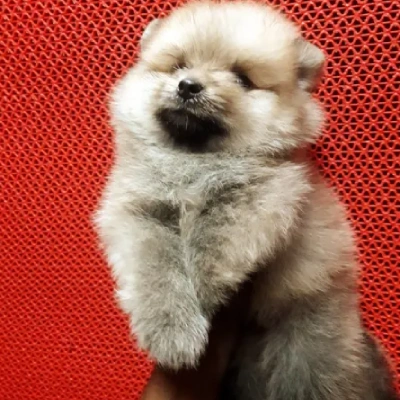 Toy Pom Price in Nashik | Toy Pom Puppies for sale in Nashik