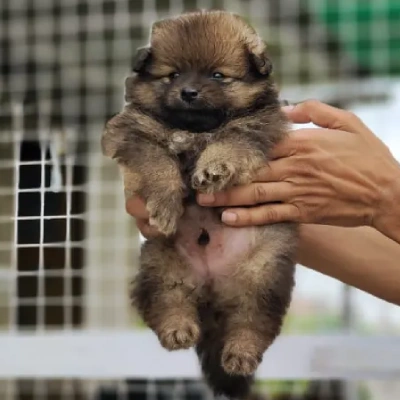 Toy Pom Price in Nashik | Toy Pom Puppies for sale in Nashik