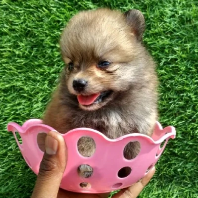 Toy Pom Price in Nashik | Toy Pom Puppies for sale in Nashik