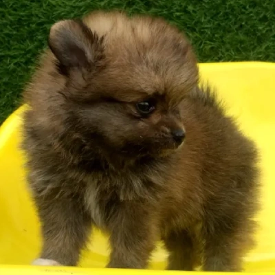 Toy Pom Price in Nashik | Toy Pom Puppies for sale in Nashik
