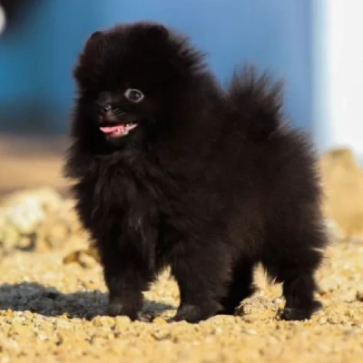 Toy Pom Price in Hyderabad | Toy Pom Puppies for sale in Hyderabad