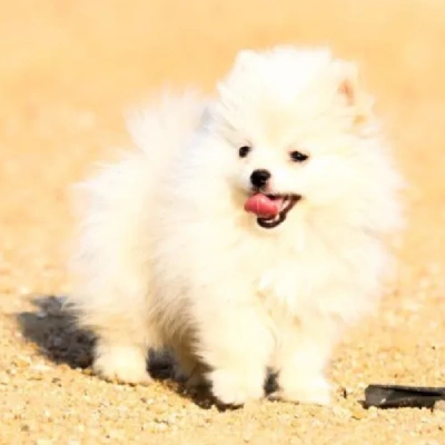 Toy Pom Price in Pune | Toy Pom Puppies for sale in Pune