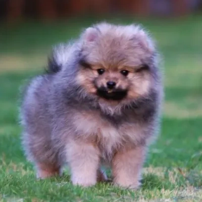 Toy Pom Price in Nashik | Toy Pom Puppies for sale in Nashik