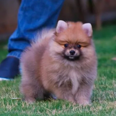 Toy Pom Price in Nashik | Toy Pom Puppies for sale in Nashik