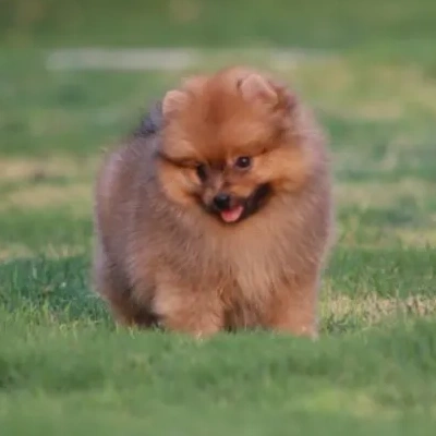 Toy Pom Price in Nashik | Toy Pom Puppies for sale in Nashik