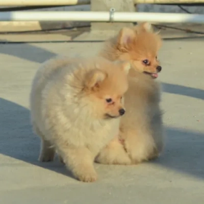 Toy Pom Price in Chennai | Toy Pom Puppies for sale in Chennai