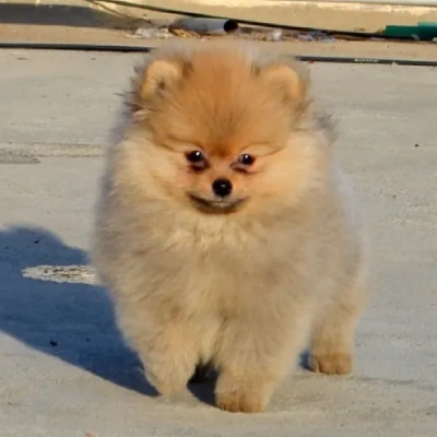 Toy Pom Price in Chennai | Toy Pom Puppies for sale in Chennai