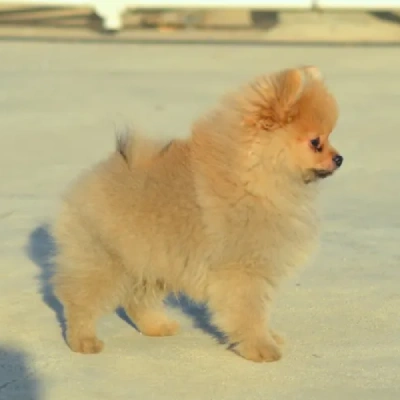 Toy Pom Price in Pune | Toy Pom Puppies for sale in Pune