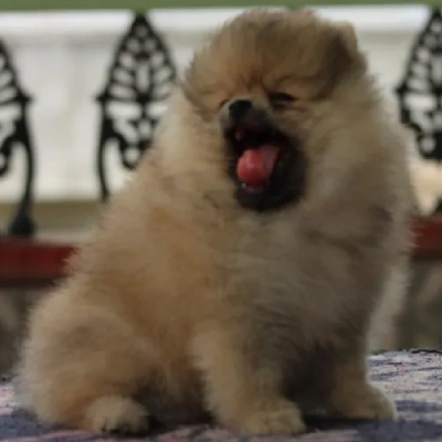 Toy Pom Price in Pune | Toy Pom Puppies for sale in Pune