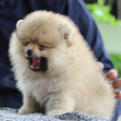 Toy Pom Price in Nashik | Toy Pom Puppies for sale in Nashik