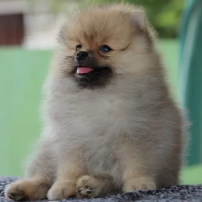 Toy Pom Price in Nashik | Toy Pom Puppies for sale in Nashik