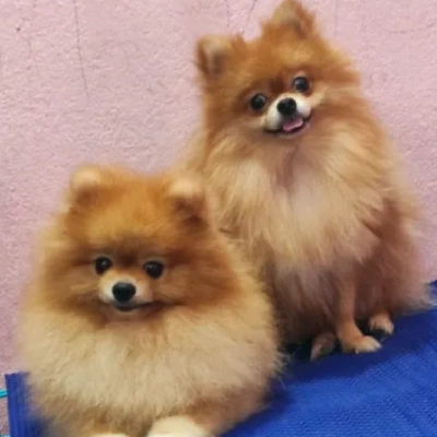 Toy Pom Price in Nashik | Toy Pom Puppies for sale in Nashik