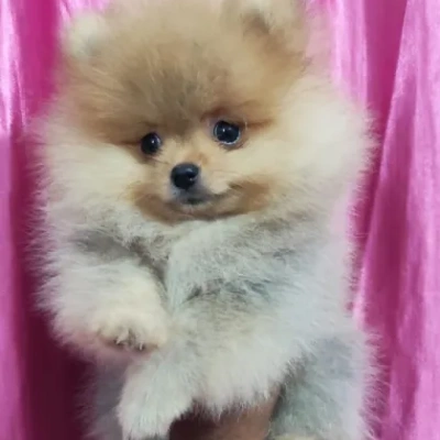Toy Pom Price in Delhi | Toy Pom Puppies for sale in Delhi