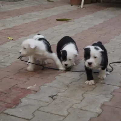 Water Sheep Price in Visakhapatnam | Water Sheep Puppies for sale in Visakhapatnam