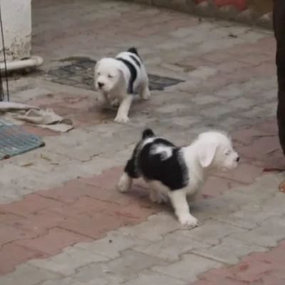 Water Sheep Price in Visakhapatnam | Water Sheep Puppies for sale in Visakhapatnam