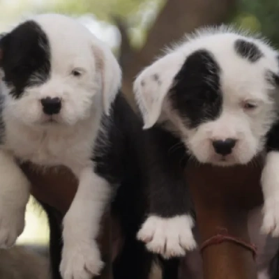 Water Sheep Price in Visakhapatnam | Water Sheep Puppies for sale in Visakhapatnam
