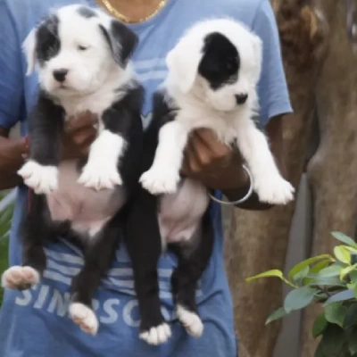 Water Sheep Price in Visakhapatnam | Water Sheep Puppies for sale in Visakhapatnam