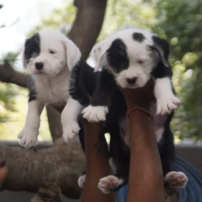 Water Sheep Price in Visakhapatnam | Water Sheep Puppies for sale in Visakhapatnam