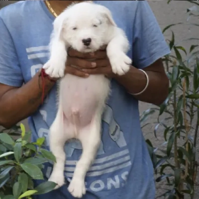Water Sheep Price in Visakhapatnam | Water Sheep Puppies for sale in Visakhapatnam