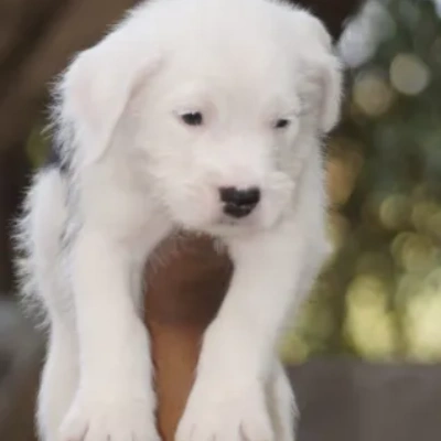 Water Sheep Price in Visakhapatnam | Water Sheep Puppies for sale in Visakhapatnam