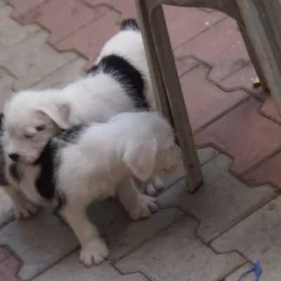 Water Sheep Price in Visakhapatnam | Water Sheep Puppies for sale in Visakhapatnam