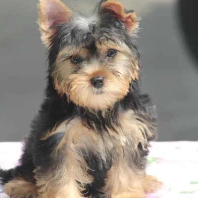Yorkshire Terrier Price in Visakhapatnam | Yorkshire Terrier Puppies for sale in Visakhapatnam